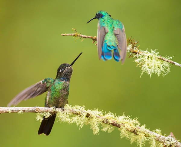 Magnificent Hummingbird-56 - Lynda Goff Photography