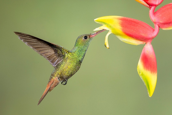 Rufous-tailed Hummingbird-21 - Lynda Goff Photography