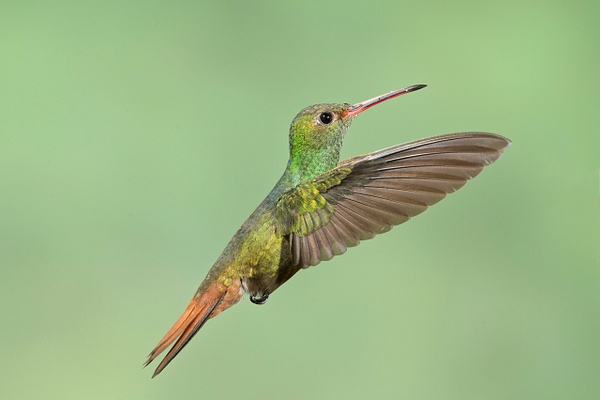Rufous-tailed Hummingbird-18 - Lynda Goff Photography
