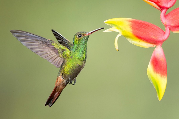 Rufous-tailed Hummingbird-25 - Lynda Goff Photography