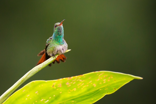Rufous-tailed Hummingbird-15 - Lynda Goff Photography