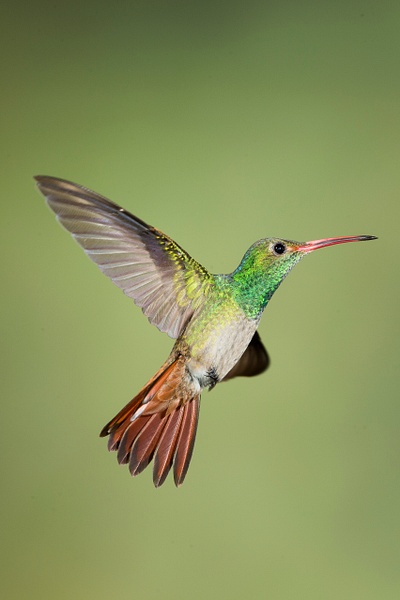 Rufous-tailed Hummingbird-20 - Lynda Goff Photography