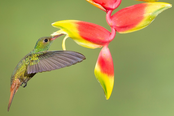 Rufous-tailed Hummingbird-27 - Lynda Goff Photography