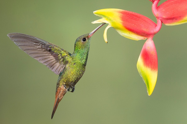 Rufous-tailed Hummingbird-29 - Lynda Goff Photography