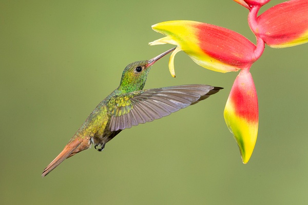 Rufous-tailed Hummingbird-30 - Lynda Goff Photography