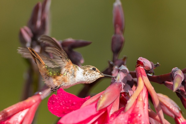Scintillant Hummingbird-25 - Lynda Goff Photography