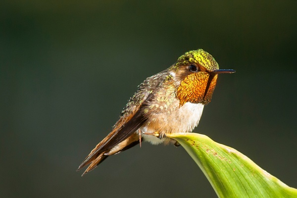 Scintillant Hummingbird-4 - Lynda Goff Photography