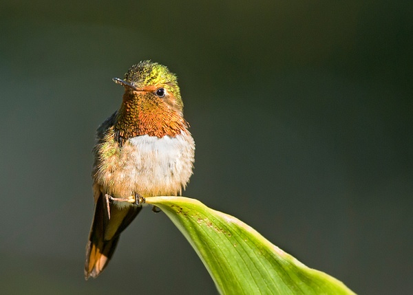 Scintillant Hummingbird-3 - Lynda Goff Photography