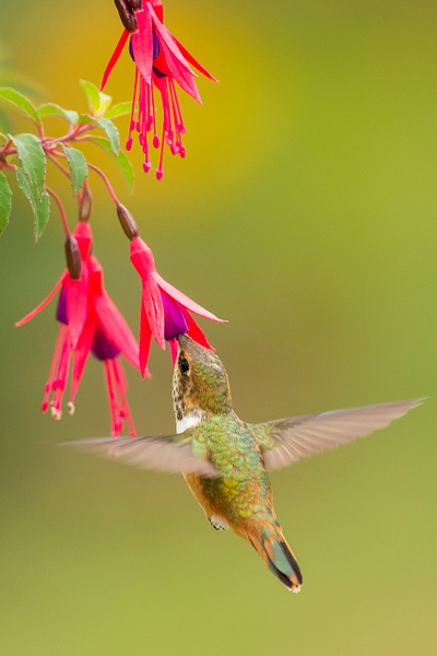Scintillant Hummingbird-11 - Lynda Goff Photography