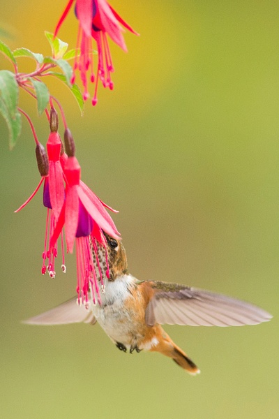 Scintillant Hummingbird-13 - Lynda Goff Photography