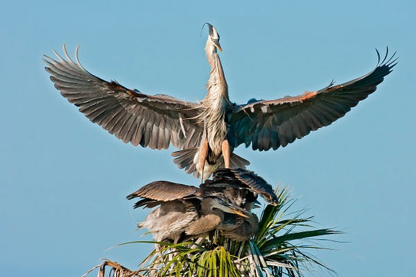 Great Blue Heron-32 - Lynda Goff Photography