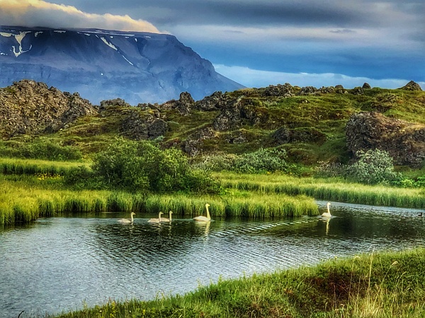 Swans at Myvatn - Iceland - Lynda Goff Photography