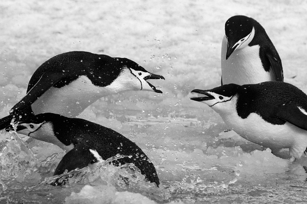 Chinstrap Penguins-24 - Lynda Goff Photography