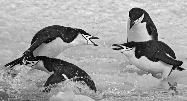 Chinstrap Penguins-31 - Lynda Goff Photography