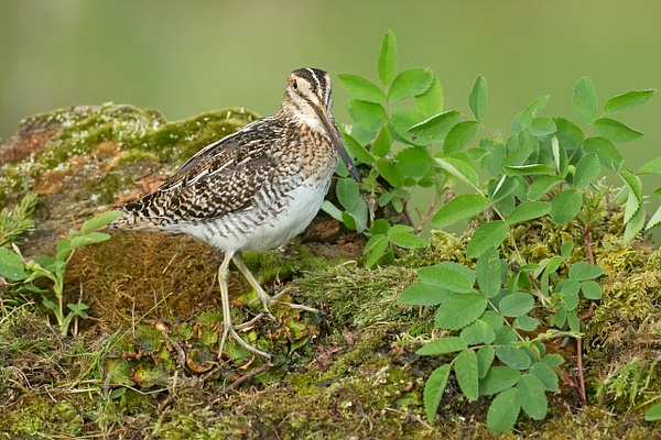Wilson's Snipe-53-Edit - Plovers and Allies Slideshow - Lynda Goff Photography