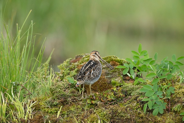 Wilson's Snipe-49 - Plovers and Allies Slideshow - Lynda Goff Photography