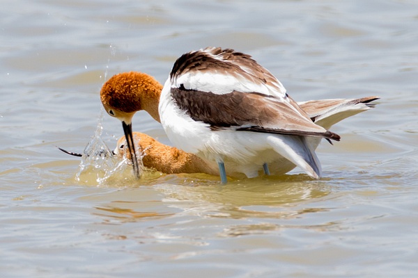 American Avocet-31 - Plovers and Allies Slideshow - Lynda Goff Photography 