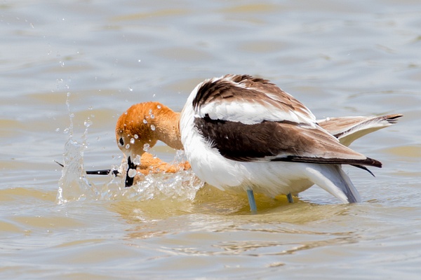 American Avocet-32 - Plovers and Allies Slideshow - Lynda Goff Photography 