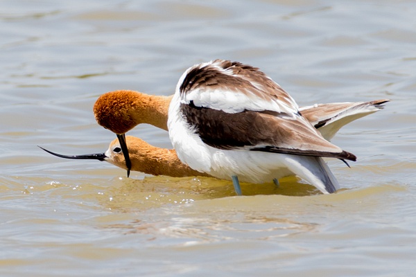 American Avocet-35 - Plovers and Allies Slideshow - Lynda Goff Photography