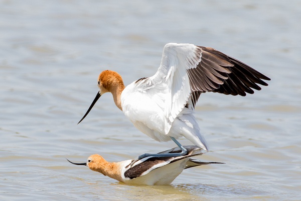 American Avocet-41 - Plovers and Allies Slideshow - Lynda Goff Photography