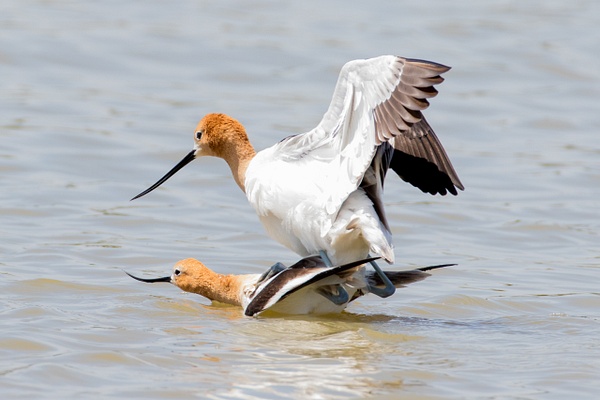 American Avocet-45 - Plovers and Allies Slideshow - Lynda Goff Photography