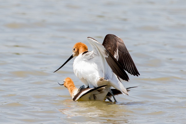 American Avocet-47 - Plovers and Allies Slideshow - Lynda Goff Photography