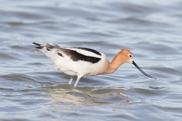 American Avocet-57 - Plovers and Allies Slideshow - Lynda Goff Photography