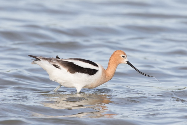 American Avocet-58 - Plovers and Allies Slideshow - Lynda Goff Photography