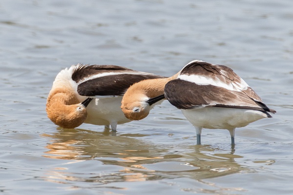 American Avocet-120 - Plovers and Allies Slideshow - Lynda Goff Photography 