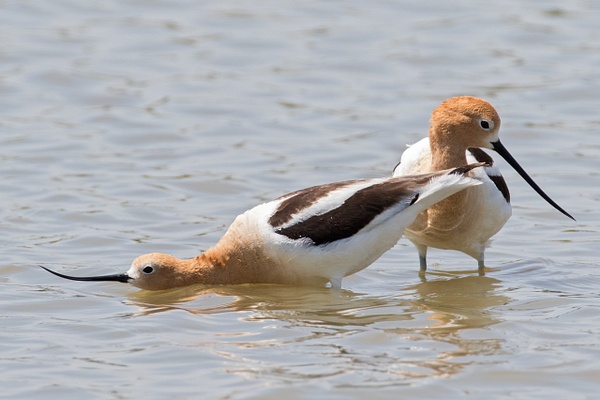 American Avocet-123 - Plovers and Allies Slideshow - Lynda Goff Photography