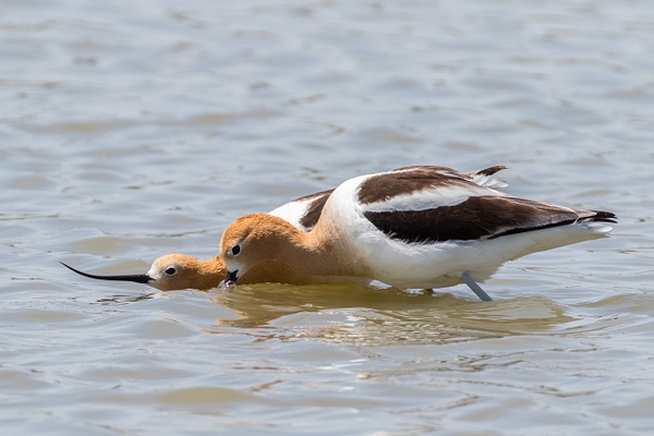 American Avocet-124 - Plovers and Allies Slideshow - Lynda Goff Photography