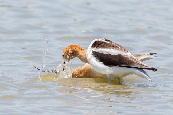 American Avocet-126 - Plovers and Allies Slideshow - Lynda Goff Photography