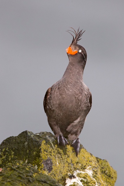 Crested Auklet-15-Edit - Plovers and Allies Slideshow - Lynda Goff Photography 