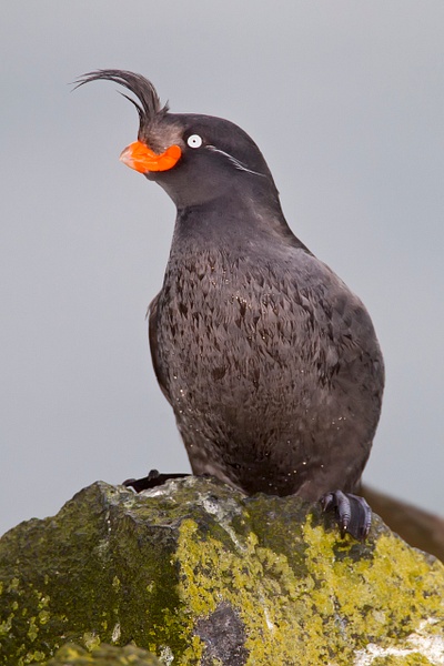Crested Auklet-36-Edit - Plovers and Allies Slideshow - Lynda Goff Photography 