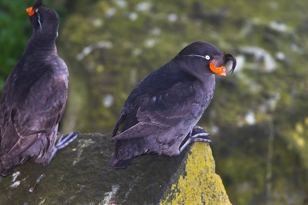 Crested Auklet-37 - Lynda Goff Photography