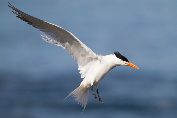 Elegant Tern-55 - Plovers and Allies Slideshow - Lynda Goff Photography 