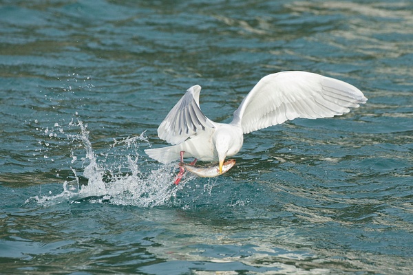 Glaucous-winged Gull-21 - Lynda Goff Photography