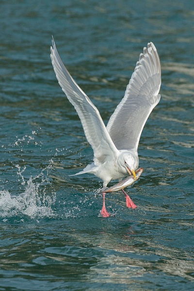 Glaucous-winged Gull-22 - Lynda Goff Photography