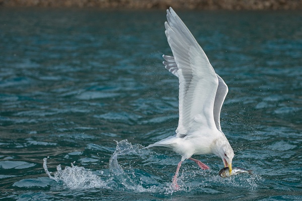 Glaucous-winged Gull-27 - Lynda Goff Photography