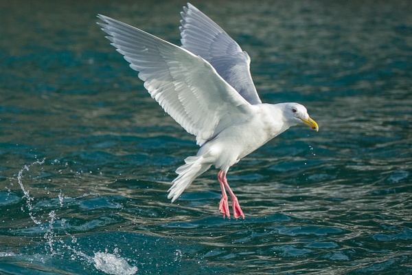 Glaucous-winged Gull-33 - Lynda Goff Photography