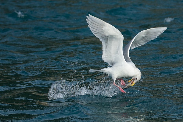 Glaucous-winged Gull-38 - Lynda Goff Photography