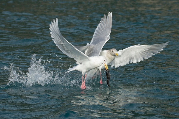 Glaucous-winged Gull-40 - Lynda Goff Photography