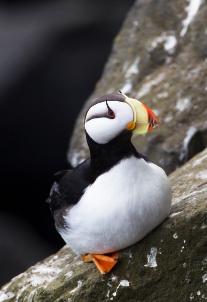 Horned Puffin-12 - Plovers and Allies Slideshow - Lynda Goff Photography