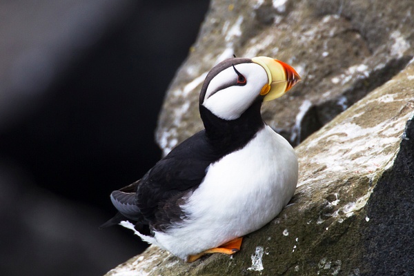 Horned Puffin-14 - Lynda Goff Photography