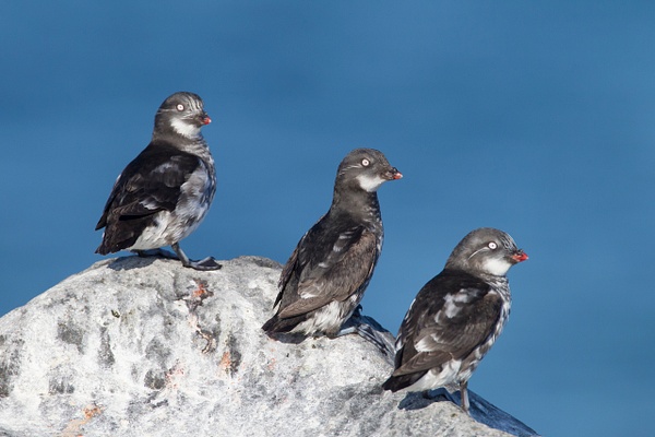 Least Auklet-3 - Plovers and Allies Slideshow - Lynda Goff Photography