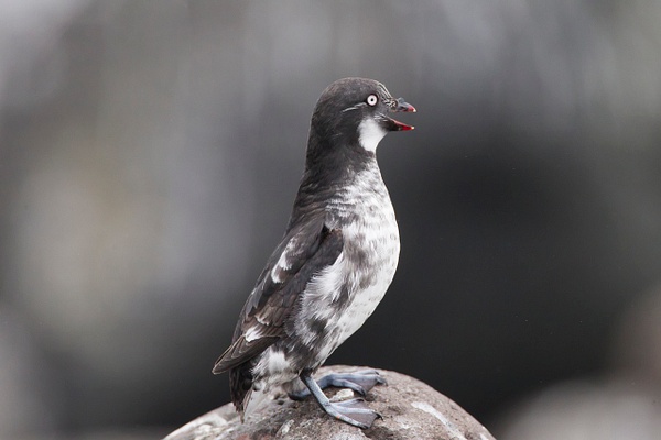 Least Auklet-19-Edit - Plovers and Allies Slideshow - Lynda Goff Photography