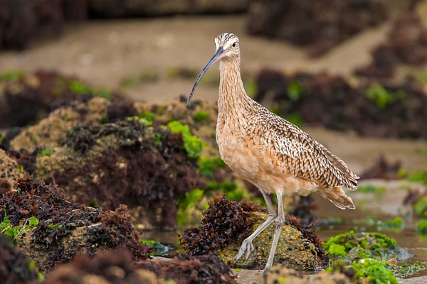 Long-billed Curlew-5 - Plovers and Allies Slideshow - Lynda Goff Photography 