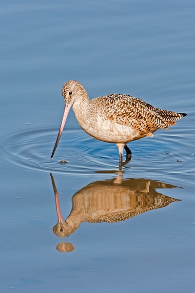 Marbled Godwit-9 - Plovers and Allies Slideshow - Lynda Goff Photography 