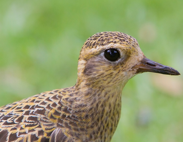 Pacific Golden Plover-3 - Lynda Goff Photography