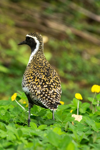 Pacific Golden Plover-6 - Plovers and Allies Slideshow - Lynda Goff Photography